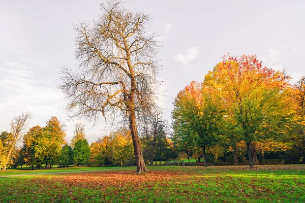 Paysage Automne Avec Grand Arbre Avec Des Feuilles Tombées Couvrant — Photo