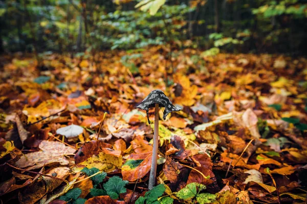 Coprinopsis picacea mushroom среди осенних листьев — стоковое фото