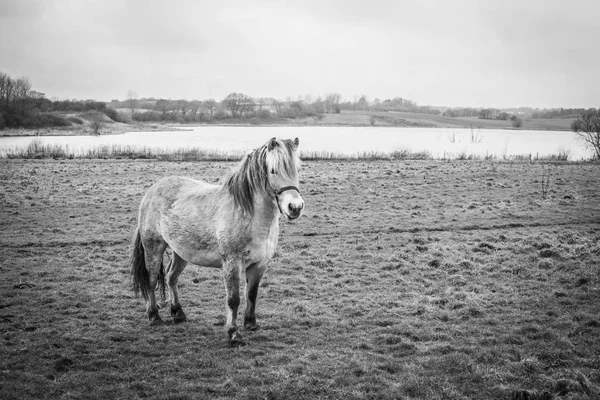 Pequeno cavalo em um campo por um lago — Fotografia de Stock