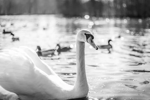 Vadon élő madaraknál egy tó, fekete-fehér színben — Stock Fotó