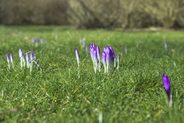 Krokus kwiaty na wiosnę w kolorach fioletowym — Zdjęcie stockowe