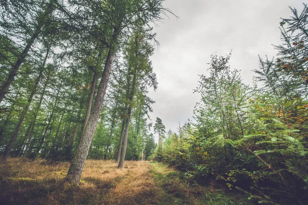 Φθινόπωρο σεζόν μέσα σε ένα δάσος Σκανδιναβική — Φωτογραφία Αρχείου