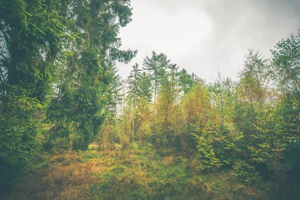 Paysage forestier avec des arbres colorés — Photo