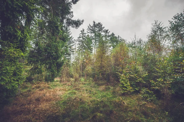 Défrichement dans une forêt de bouleaux — Photo