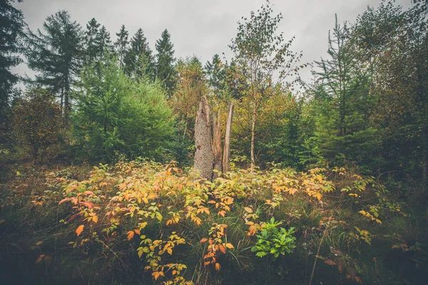 Дерево ствол окружен красочными листьями — стоковое фото