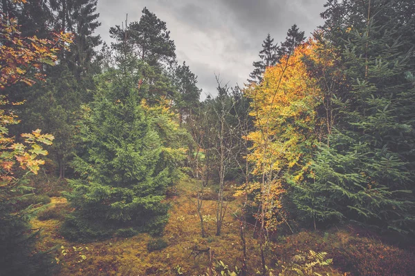 Осенний пейзаж в скандинавском лесу — стоковое фото