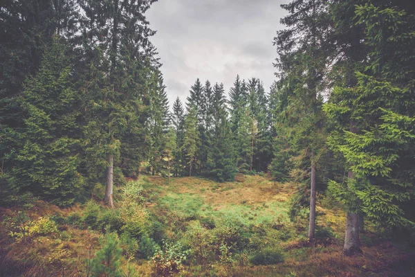 Лесной пейзаж в октябре — стоковое фото