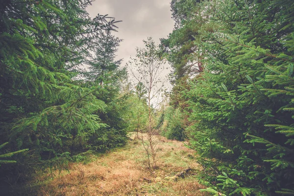 Single birch tree in a forest with pine trees — Stock Photo, Image