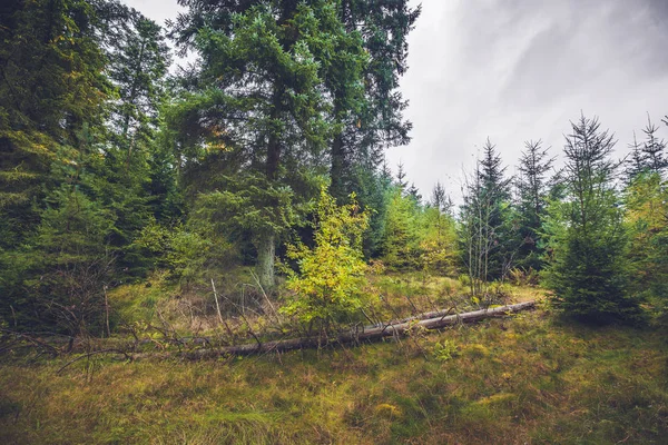 Падшие деревья в сосновом лесу — стоковое фото