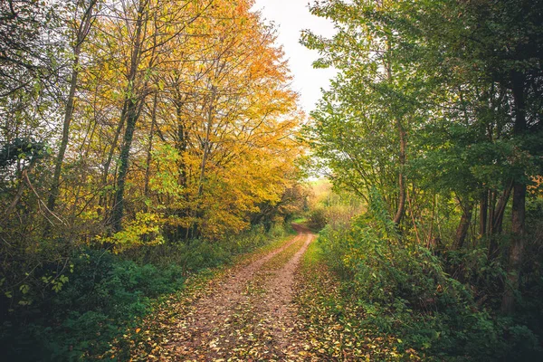 Landskap med gyllene träd i höst — Stockfoto