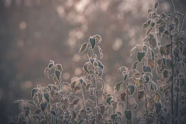 Замороженные растения на рассвете — стоковое фото