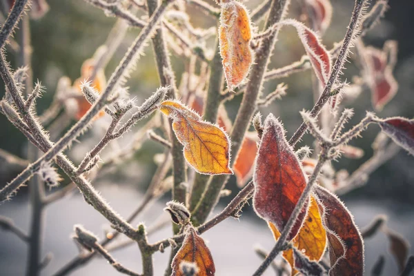 Мороз на золотых листьях — стоковое фото