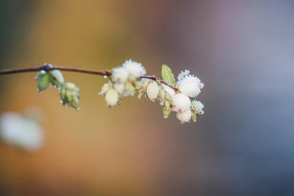 Snowberries on a twig on a frosty winter morning — Stock Photo, Image