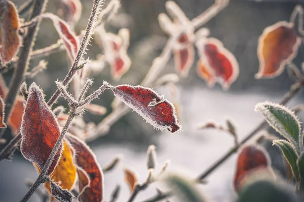 Cold morning with frost on plants — Stock Photo, Image