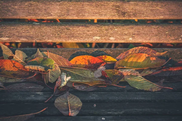 Close-up de folhas coloridas em cores de outono — Fotografia de Stock