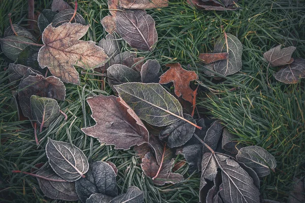 Заморожене листя з різних дерев — стокове фото