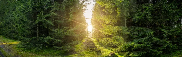 Zelená lesní panorama scenérie se slunečním světlem — Stock fotografie