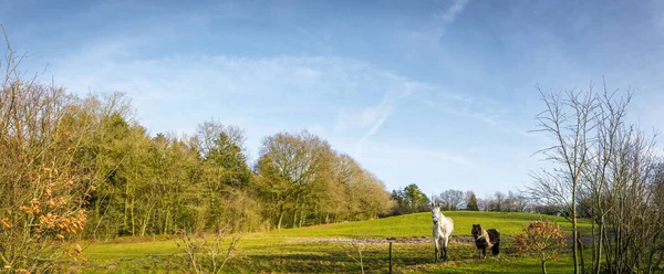 Två hästar i ett panorama landskap stående — Stockfoto