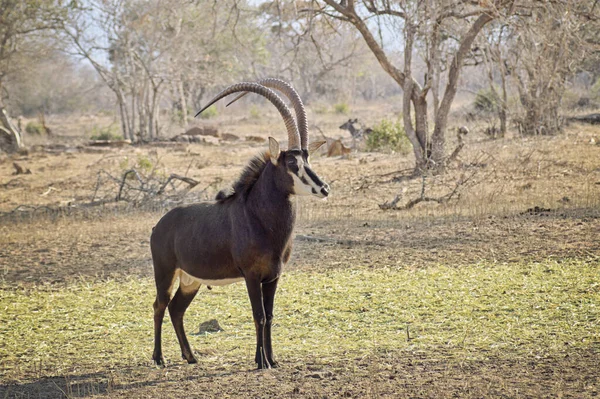 Young sable bull with large antlers on the savnnah — Stock Photo, Image