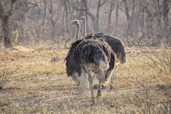 Ostrich couple on the dry savannah — 스톡 사진