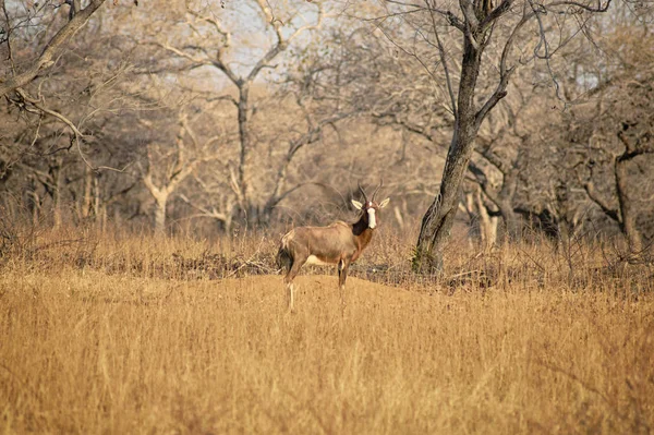 Blesbuck de pie en la sabana seca —  Fotos de Stock