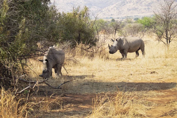 Пара носорогов, пасущихся на саванне — стоковое фото