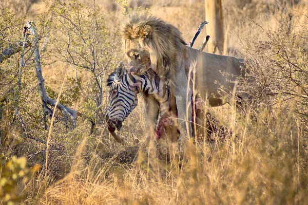 捕猎后吃斑马的雄狮 — 图库照片