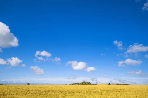 Fazenda em uma paisagem rural com campos dourados — Fotografia de Stock