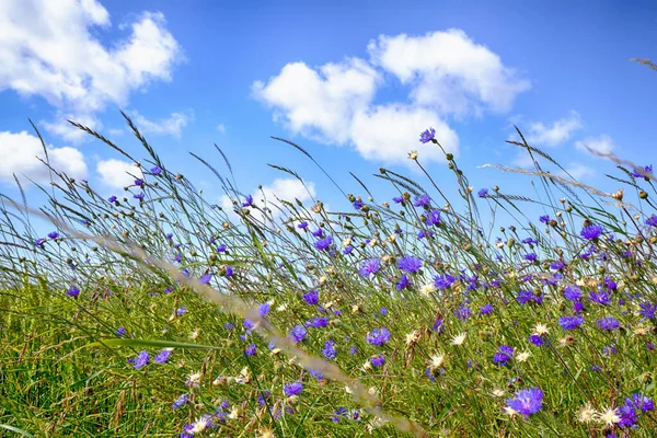 Wildflowers w środowisku wiejskim w lecie — Zdjęcie stockowe