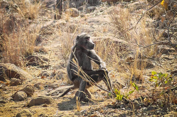 Babbuino seduto su una roccia sulla savana — Foto Stock