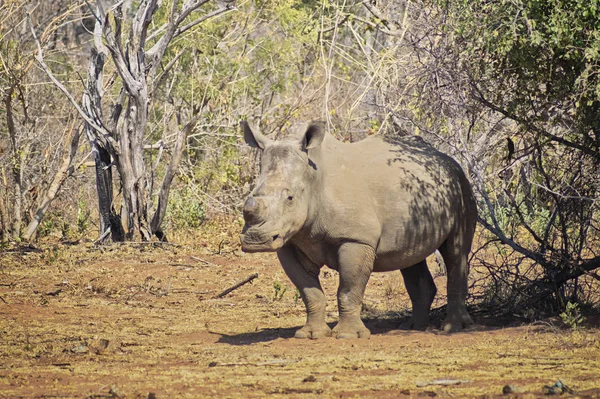 Rhino debout sous un arbre — Photo