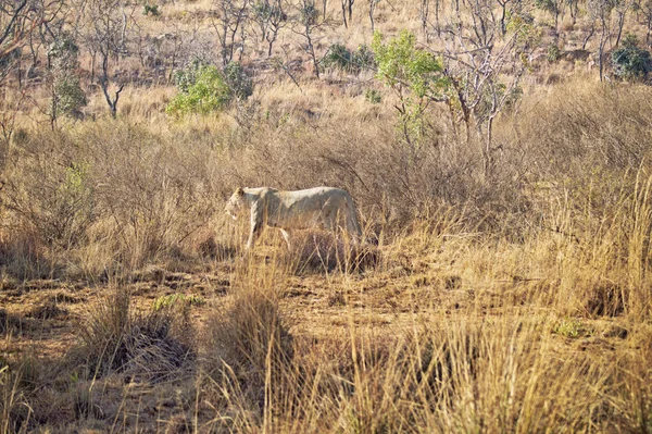 Kvinnliga Lion promenader i gräset — Stockfoto