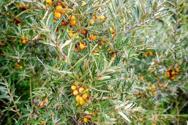 Arbusto di olivello spinoso con bacche di ciliegia gialle sane — Foto Stock