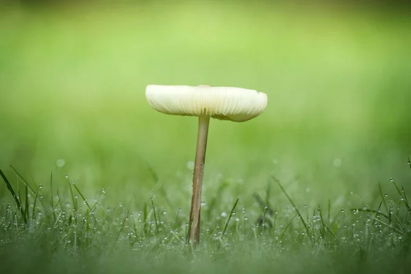 Cogumelo solitário no orvalho — Fotografia de Stock