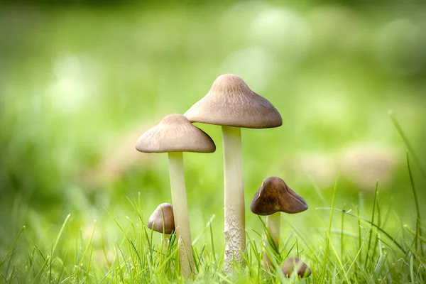 Mushrooms on a green lawn in the late summer — Stock Photo, Image