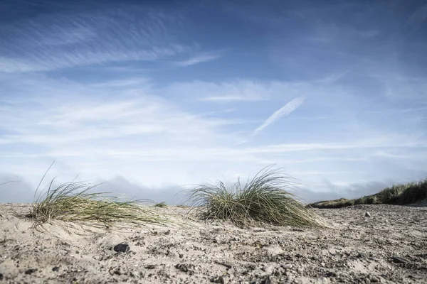 Lyme gras op een noordelijk strand — Stockfoto