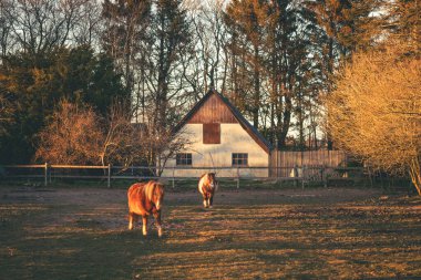 Atlar çiftliğin dışında çitli bir arazide gün batımında gün ışığıyla şafakta