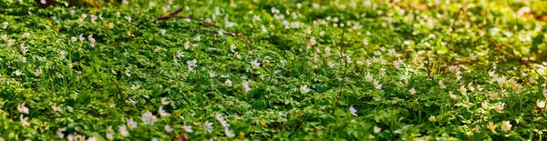 Panorama White Anemones Forest Spring Lighted Sun — Stock Photo, Image