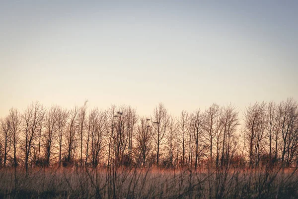 在落日的秋景中 树梢轮廓在黎明时分呈现 — 图库照片