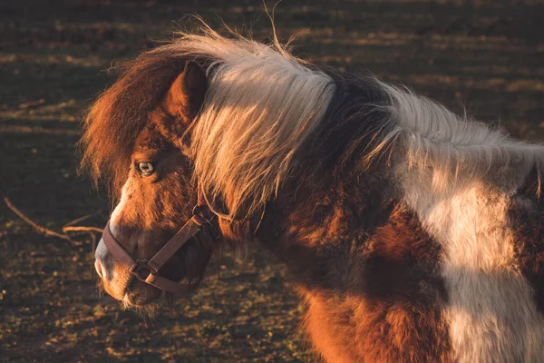 Pferd Der Herbstsonne Auf Einem Feld Der Morgendämmerung Mit Einem — Stockfoto