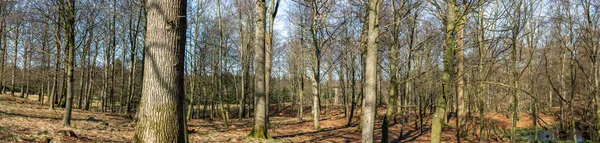 Bospanorama Met Herten Verstopt Tussen Bomen Zonder Bladeren — Stockfoto