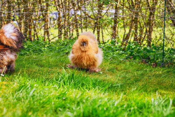 Silkie Hens Rural Backyard Garden Spring Beautiful Sunshine — Stock Photo, Image