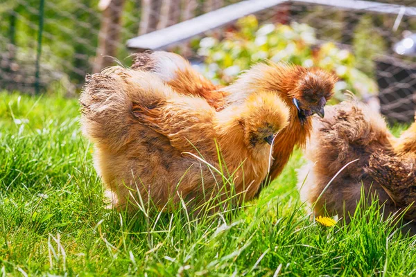 Braune Seidenhühner Auf Ländlichem Grünen Rasen Frühling Bei Sonnigem Wetter Stockfoto