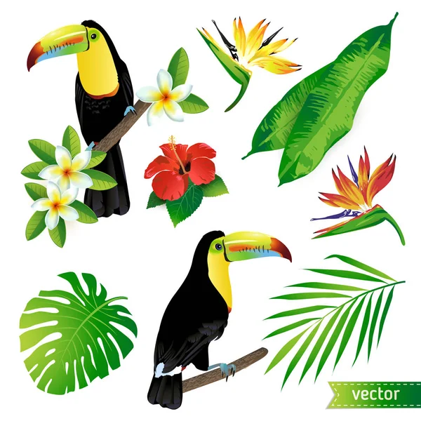 Ensemble de fleurs tropicales, feuilles et oiseaux. Toucan. Vecteur . — Image vectorielle