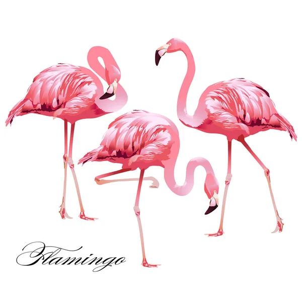 Flamants roses des oiseaux tropicaux. Vecteur . — Image vectorielle