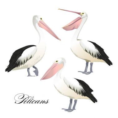 Vector with graceful pelicans set clipart