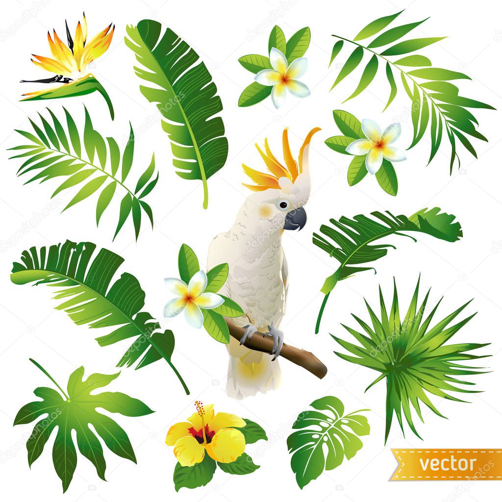 Set with tropical leaves, flowers and birds. Vector illustration.