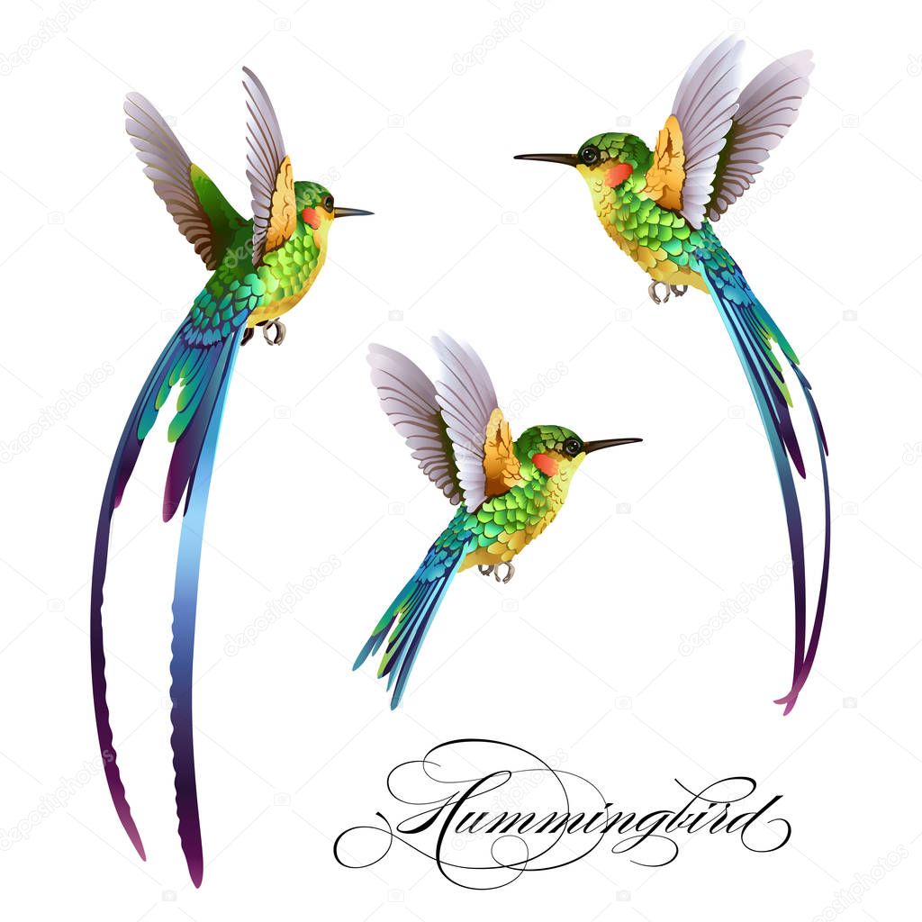 Hummingbirds set. Tropical seamless pattern with birds