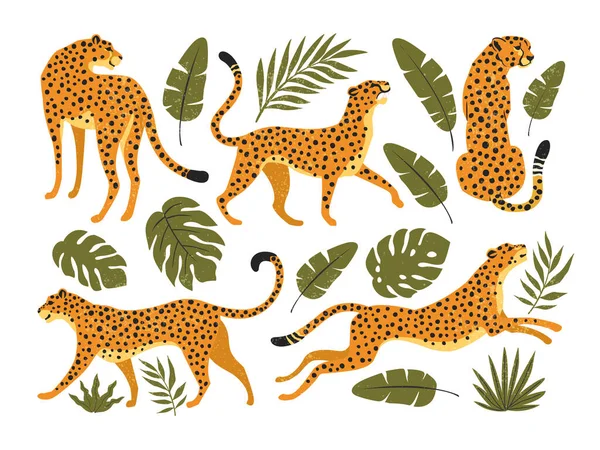 Vector Set Leopards Cheetahs Tropical Leaves Trendy Illustration — Stock Vector