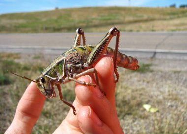 Giant grasshopper on hand clipart